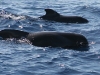 wale-vor-la-gomera-ahisgett.jpg