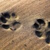 Hundeurlaub in Niedersachsen
